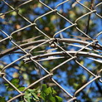 256px-Barbed_tape_behind_a_chain_link_fence